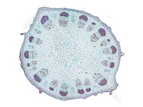Cross section cut slice of plant stem under the microscope – microscopic view of plant cells for botanic education