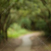 Blurred forest footpath background, nature