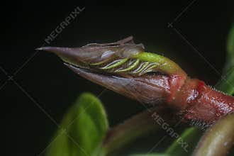 Shoot tip of the unknown tree plant.