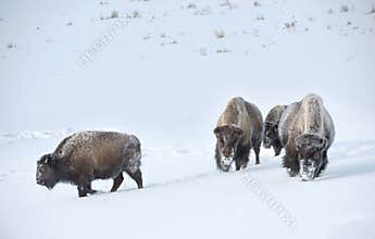 Yellowstone bison in winter