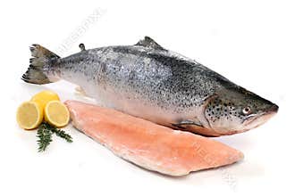 Big salmon fish and a fillet