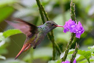 Green Violet-ear hummingbird Colibri thalassinus in flight isolated on a green background