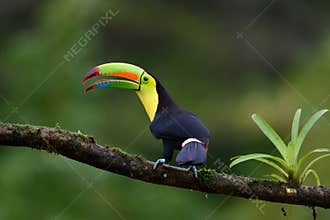 Ramphastos sulfuratus, Keel-billed toucan