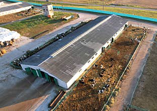 Cowshed with cows near farm. Farmland with cattle. Farm animals at barn. Livestock in farmyard.
