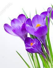 Crocus Spring Flowers