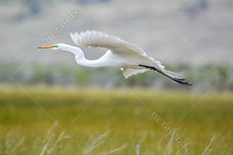 Great Egret with White Plumage in flight in Meadow