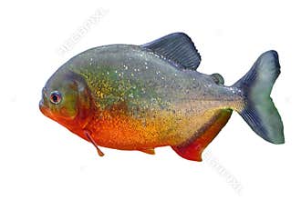 Red bellied piranha