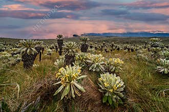 South american paramo in El Angel Ecological Reserve