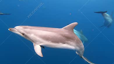 School of dolphins playing in blue water of Atlantic Ocean Azores islands