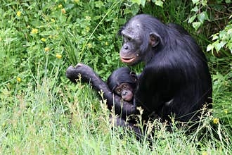bonobo monkeys in nature, Pan paniscus