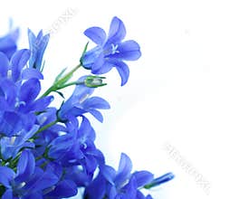 Flowers on a white background, dark blue hand bell