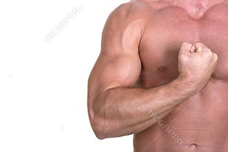 Bodybuilder torso