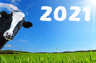 Merry Christmas and Happy New Year with cow, farm