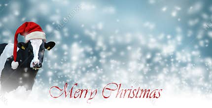 Merry Christmas with snow and Cow.Christmas greeting card with cow on a white background
