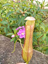 Carnivora plant from indonesia