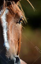 Horse eye