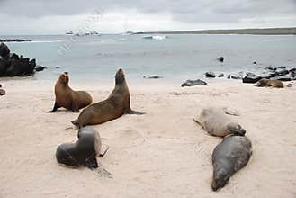 Galapagos seals