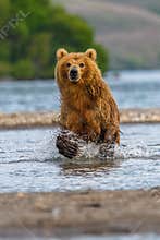 Ruling the landscape, brown bears of Kamchatka