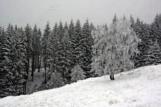 The trees frozen by the cold of the night