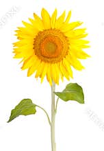 Sun flower sunflower