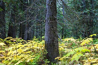 Retallack Cedars Trail Old Growth Forest