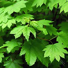 Green Maple Leaves