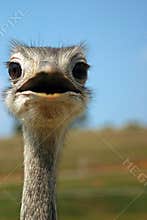 Emu