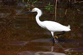 Crane Fishing