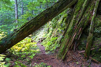Retallack Cedars Trail Old Growth Forest