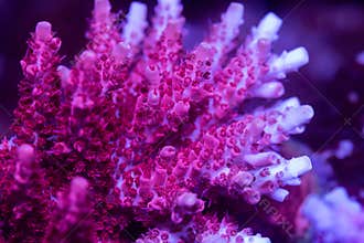 Beautiful acropora sps coral in coral reef aquarium tank.