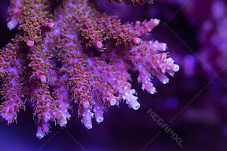 Beautiful acropora sps coral in coral reef aquarium tank.