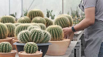 Young Asian gardener in grey apron walking and pick up cactus pot to check size