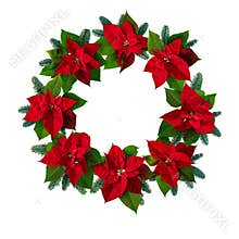Poinsettia Christmas Eve flowers and blue noble fir tree branches wreath isolated on white
