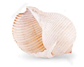 Sea shell isolated on white