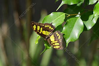 Butterfly farm at Aruba