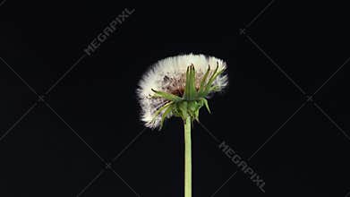 Timelapse video of a dandelion opening in close-up on a black background