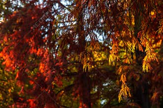 A lot of autumn fall coloured tree leaves in amazing morning sunrise warm light, seasons specific