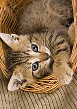 Cat in the basket