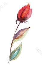 Watercolor rose clipart