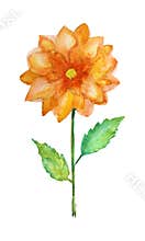 Watercolor flowers clipart