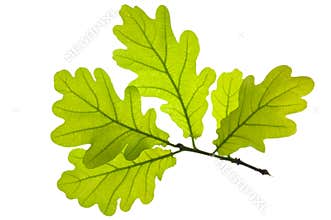 Oak leaf