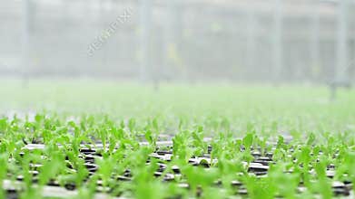 Process of watering of green plants in hydroponic greenhouse of agro holding spbd.