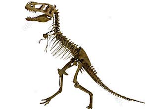Skeleton of the dinosaur