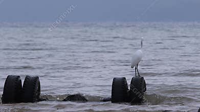 A waterbird egret hunts for fishes