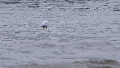 A waterbird egret hunts for fishes