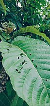 Leaf high green short tree