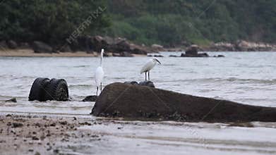 Two waterbird egrets hunt for fishes