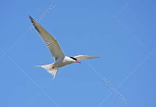 Common tern in flight