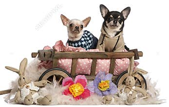 Chihuahuas sitting in dog bed wagon