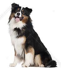 Australian Shepherd dog, 2 years old, sitting